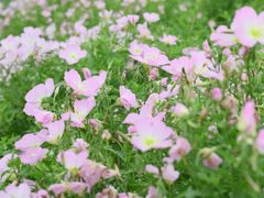 -洋湖国家湿地公园