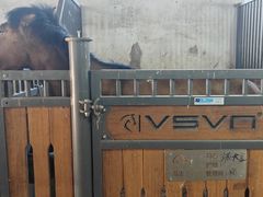 -北京群众马术培训基地