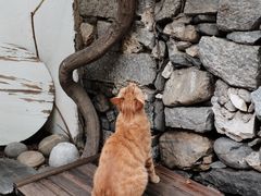 -喵屿·大理花园猫咖