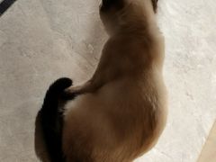 -有猫儿腻咖啡厅.猫咖