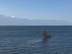 -野菌皇海景野生菌火锅(滨海大道店)