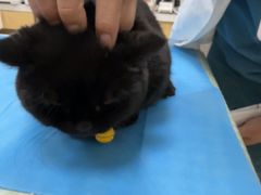 -美联众合动物医院·24h京西诊疗中心