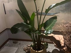 -鼎族怡华·指压·经络·疗愈SPA(紫荆店)