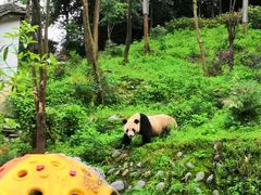 -中国大熊猫保护研究中心雅安碧峰峡基地