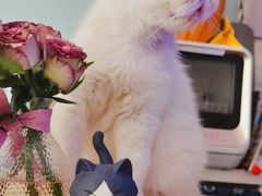 -平行世界·猫咖(首经贸店)