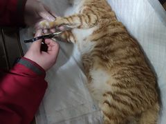-灵美宠物诊所