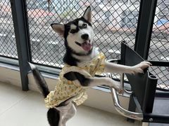 -怪兽屋·羊驼·猫咖·狗咖(俊华广场店)