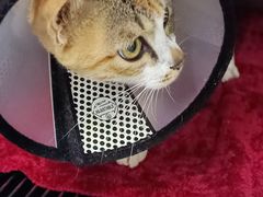 -瑞派动物医院·猫专科·至诚(江南中分院)