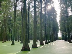 -渌洋湖湿地公园