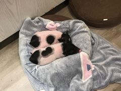 -浣熊柯尔鸭土拨鼠·电玩咖