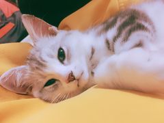 -袖虎·猫馆(体育西路店)