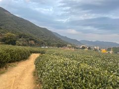 -龙坞茶村