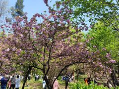-武汉大学-樱园