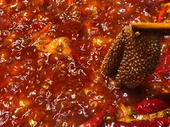 鲜毛肚-重庆渝达老火锅(春熙路店)