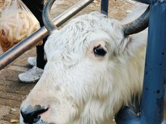 -长白岛森林公园