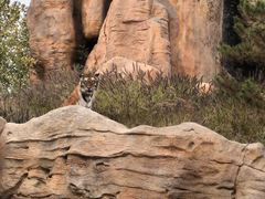 -北京野生动物园