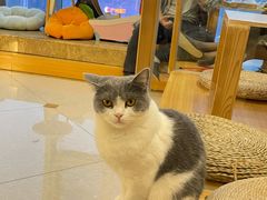 -Catmate·猫肥家润(金润铂宫店)