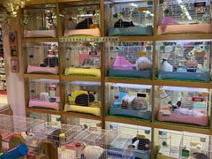 -宠物兔专门店(天丰利市场店)
