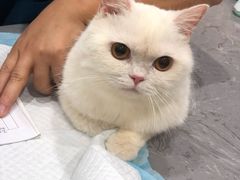 -四月宠物医院·猫专科·心脏专科·内科(转塘店)