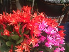 -北国之春国宴(乌兰察布店)