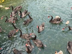 -长白岛森林公园