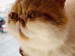 -喵屿·大理花园猫咖