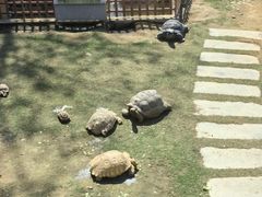 -广东惠东海龟国家级自然保护区