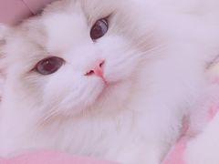 -Bastet sally猫舍购宠(静安店)