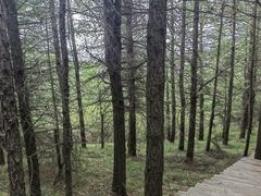 -苏木山森林公园