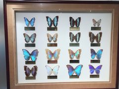 -上海昆虫博物馆