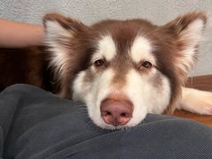 -小狗上班·狗咖·猫咖·小奶狗·摄影(南山店)