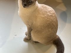 -豆逗聊愈猫阁Easy Life