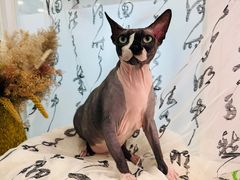 -爱洗澡的猫(望京店)