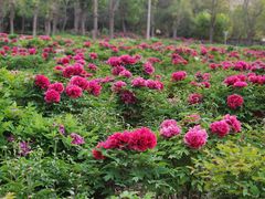 -曹州牡丹园