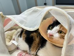 -伟伟宠物医院·CT影像中心·瑞派犬猫综合性门诊(汉口总院)