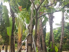 -深圳国际园林花卉博览园