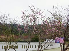-丹樱生态园