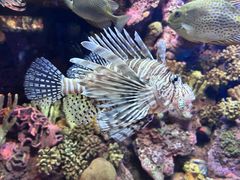 -上海海洋水族馆