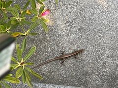 -龙坞茶村