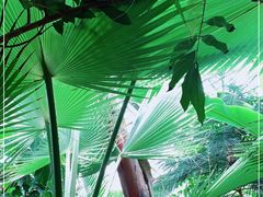 -呀路古热带植物园
