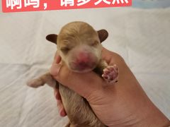 -爱侣宠医·鹦鹉专科·小型哺乳类·异宠专科(灵石路店)