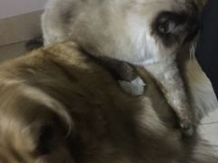 -瑞鹏宠物医院