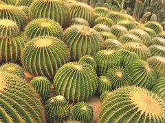 -深圳仙湖植物园
