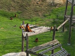 -西霞口神雕山野生动物世界