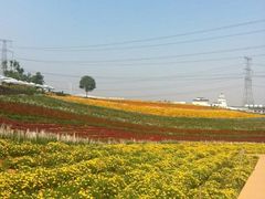 -紫颐香薰山谷景区