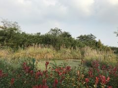 -中国扬子鳄村
