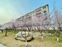 -桃花堤公园
