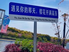 -高东镇樱花园