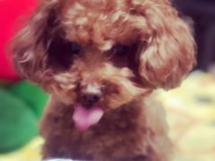 -乐纯(苹果社区店)