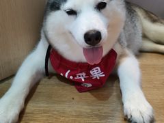 -Husky Go! 哈士奇体验馆·宠物咖啡厅狗咖